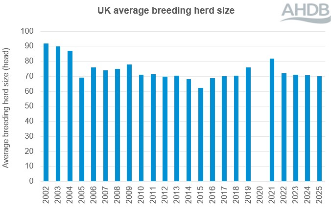 UK average breeding herd size bar chart to 2025.